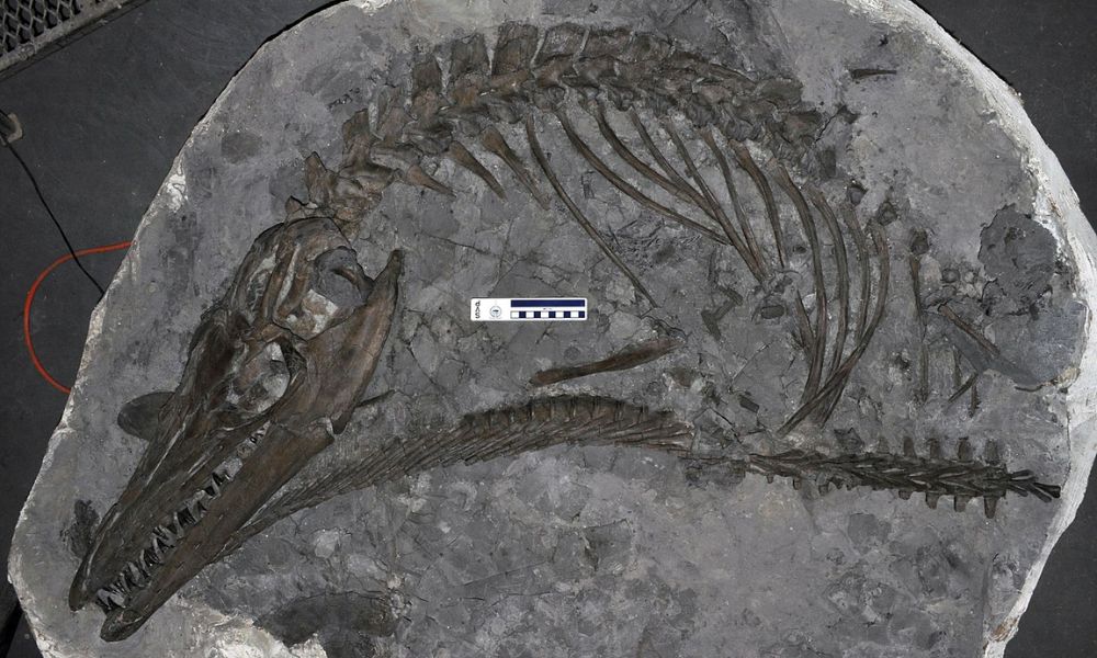 Resto fósil de un animal de la familia de los mosasaurios