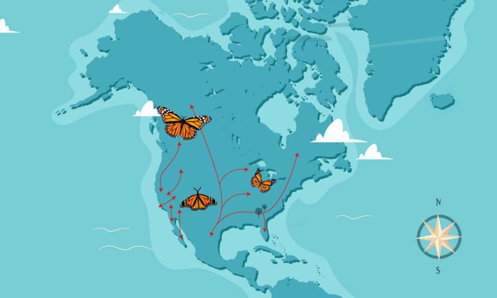 Mapa de la migración de la mariposa Monarca