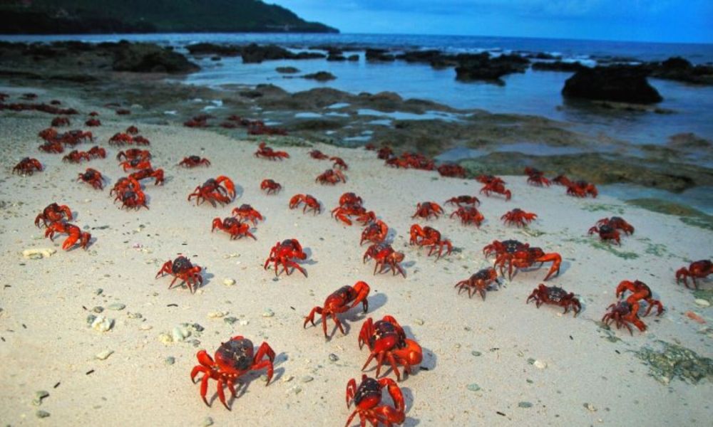 Migración de cangrejos rojos en las costas de la pequeña región insular