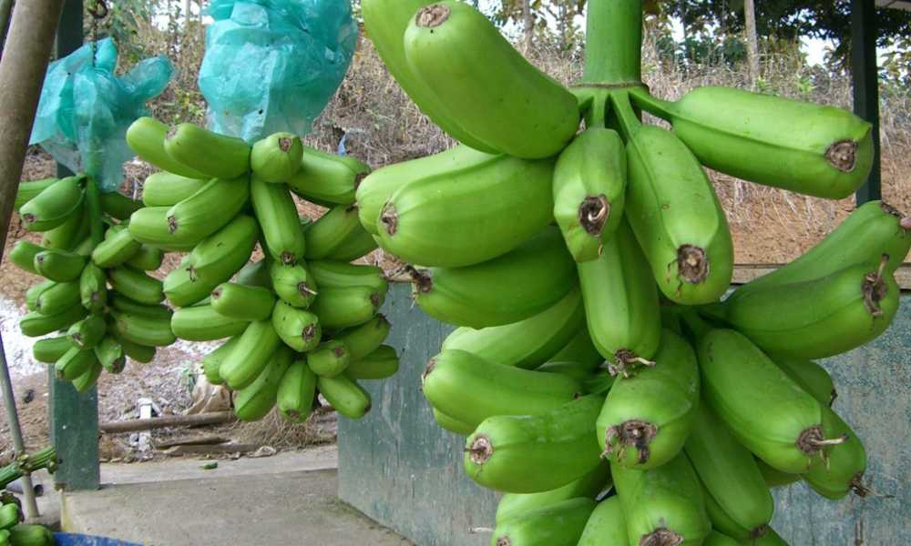 banana Hua Moa