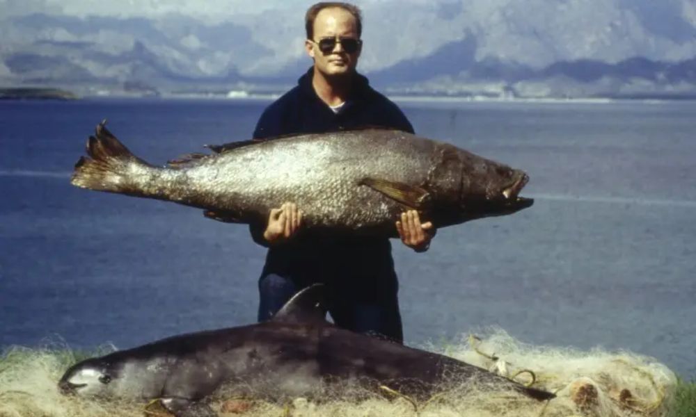 Pesca ilegal de la totoba, que pone en riesgo la biodiversidad de las Islas y áreas protegidas del Golfo de California, en México