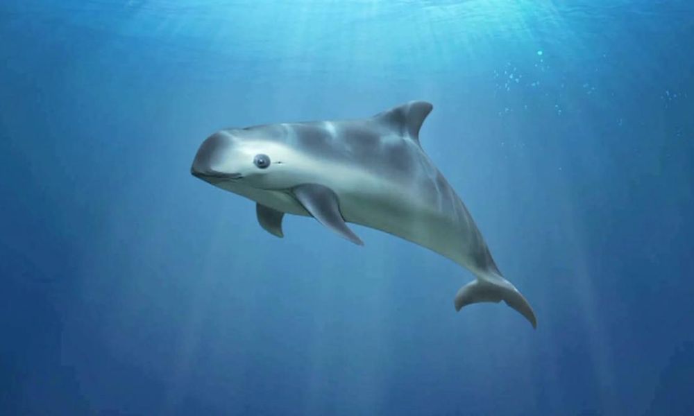Vaquita marina, el pequeño mamífero en peligro crítico de extinción.