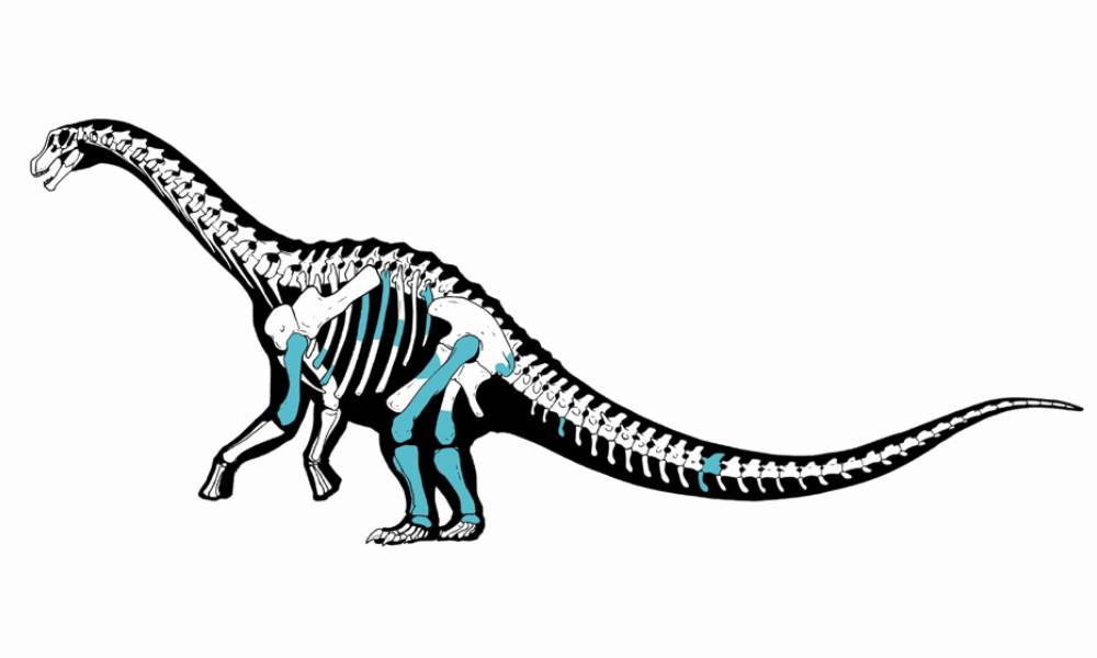 Titanomachya gimenezi - titanosaurio de Chubut encontrado por paleontólogos del CONICET