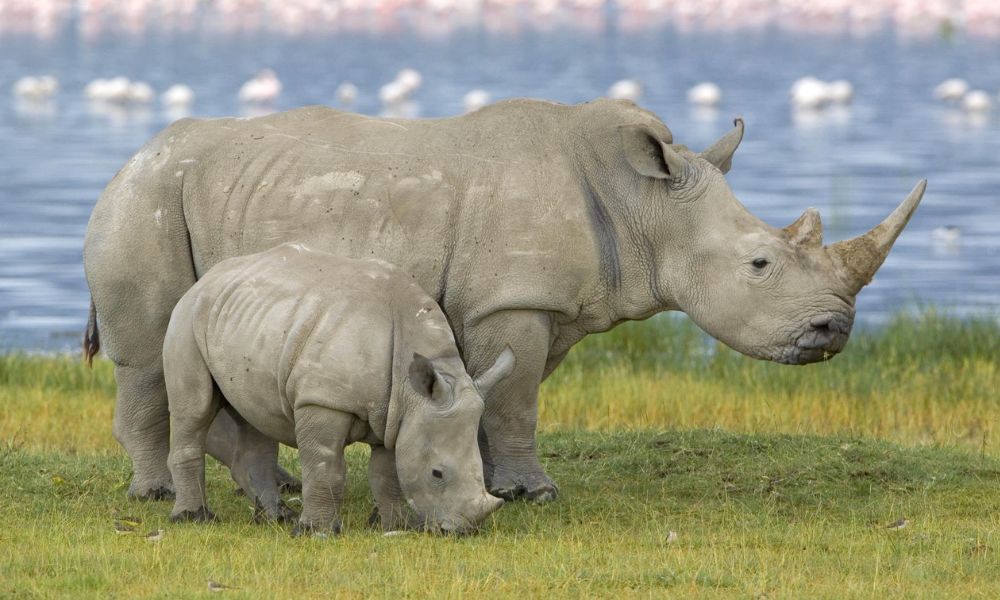 Rinoceronte blanco adulto junto a su cría.