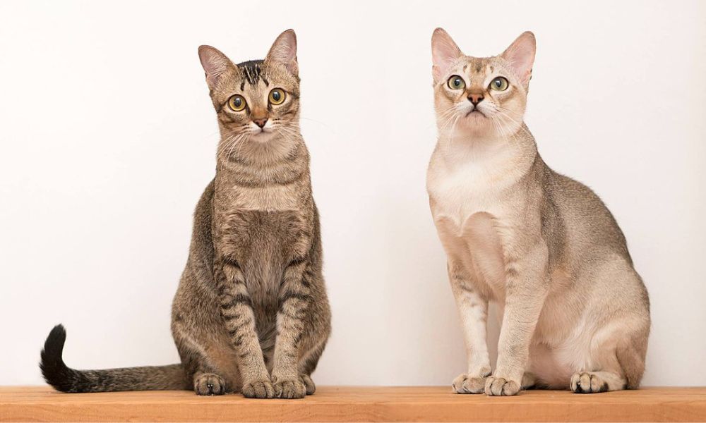 Dos gatos Singapura. 