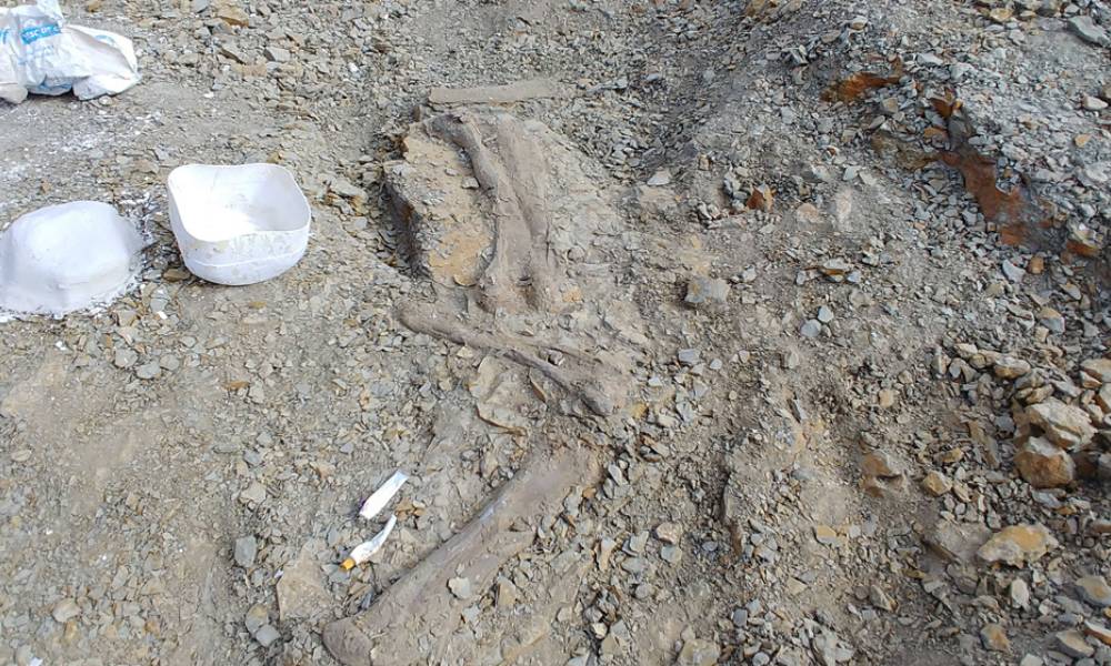 Restos fósiles del Titanomachya gimenezi - Chubut, Argentina