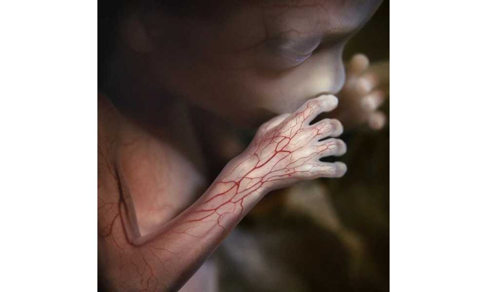 Fotos de un feto humano
