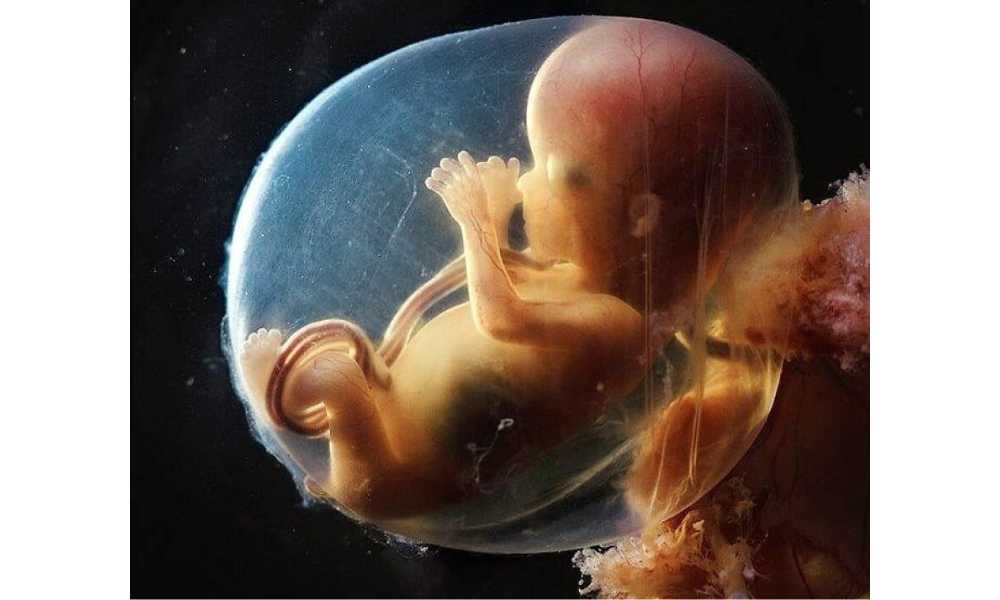 Foto adentro de un útero