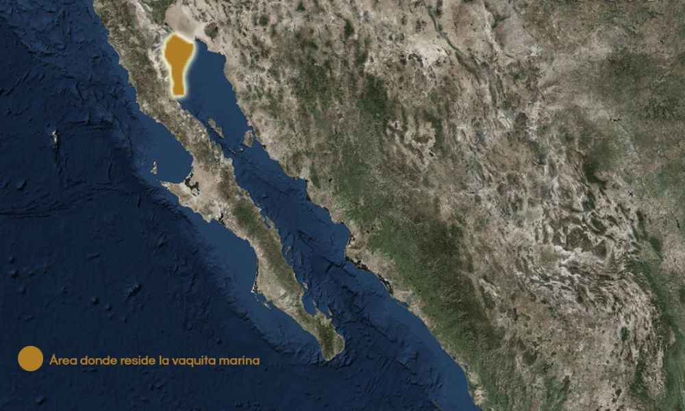 Mapa de la región que habita la vaquita marina - Golfo de California.