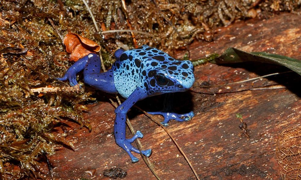 Una rana flecha azul en la naturaleza. 