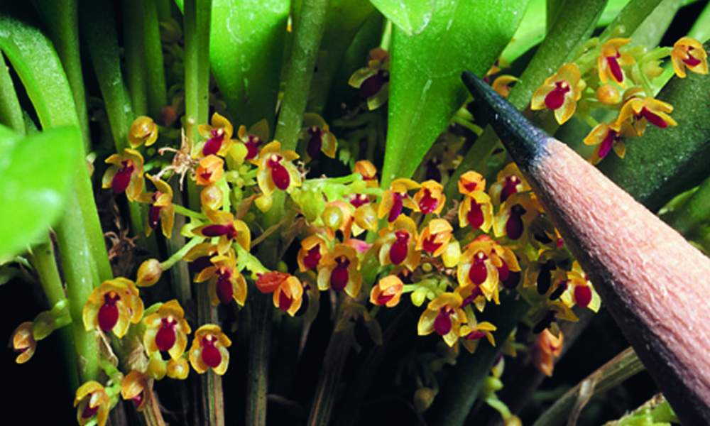Orquídea de la familia Platystele