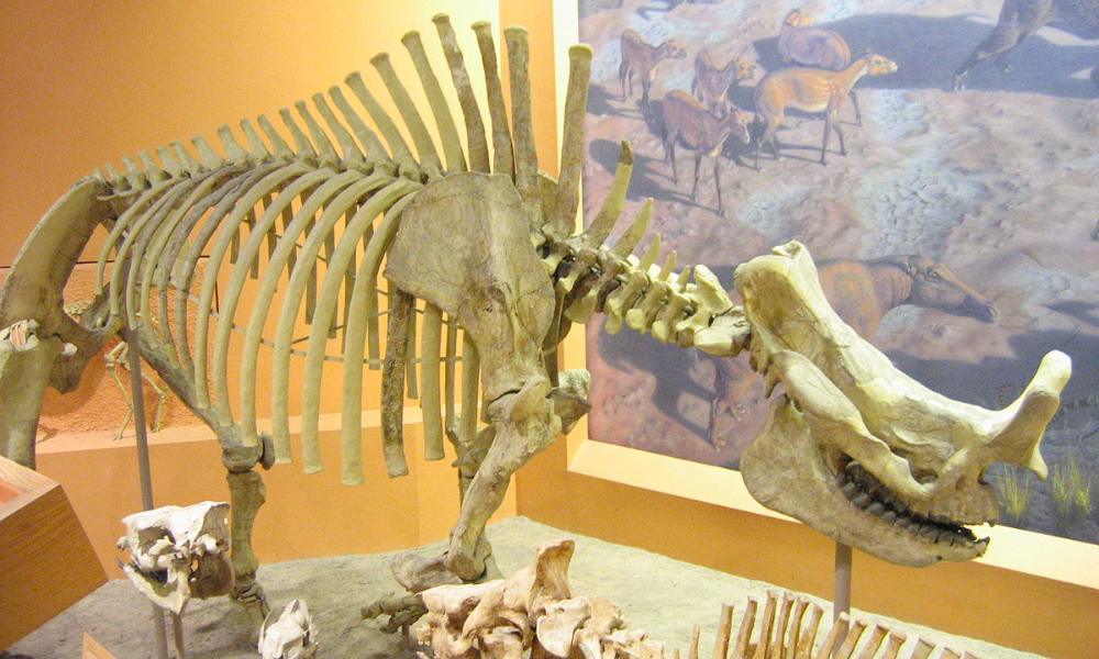 Esqueleto de brontoterio, familia a la que perteneció la Bestia del Trueno