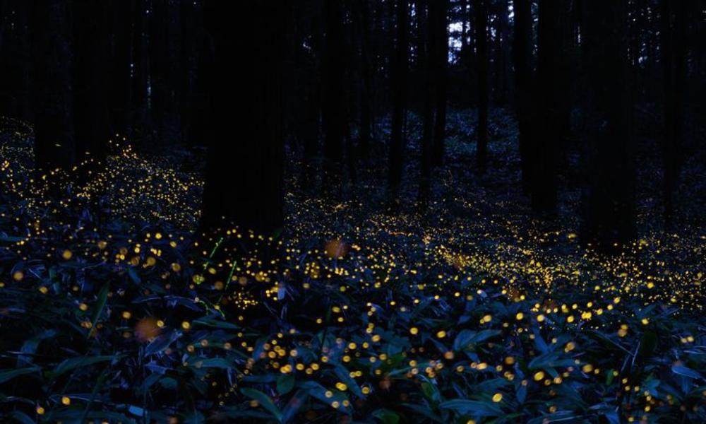 Bosque lleno de pequeñas luces naturales