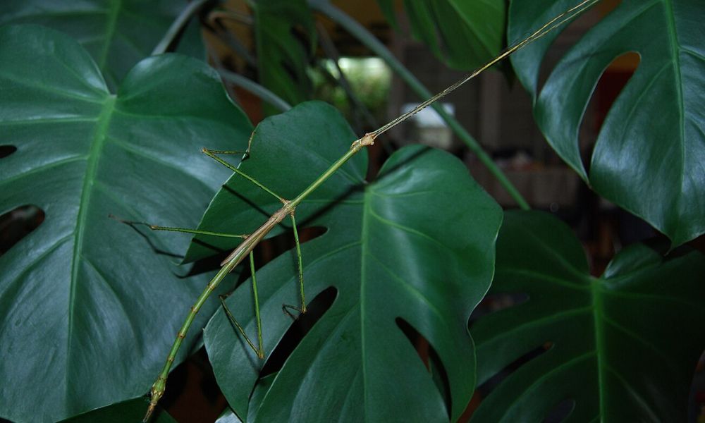 Un insecto palo gigante en un bosque. 