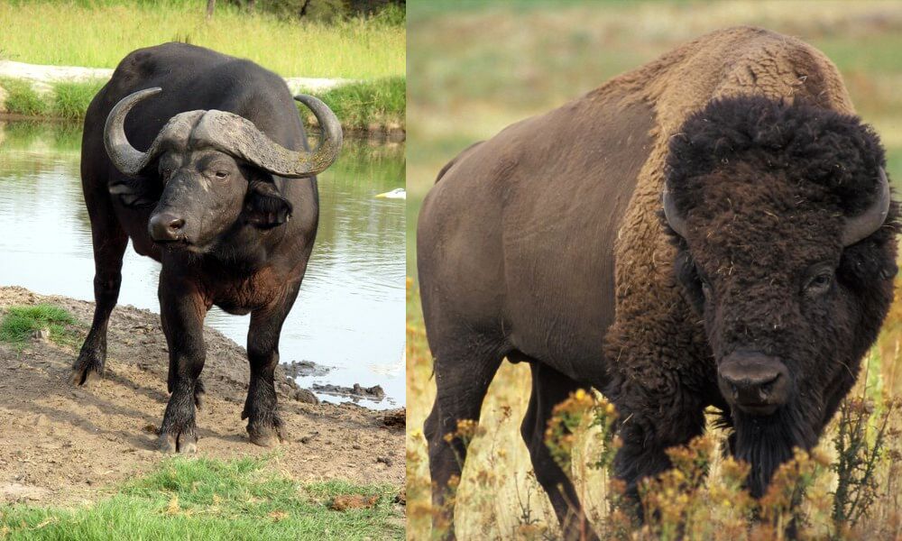 Búfalo y bisonte, animales cazados para el comercio de pieles en Estados Unidos