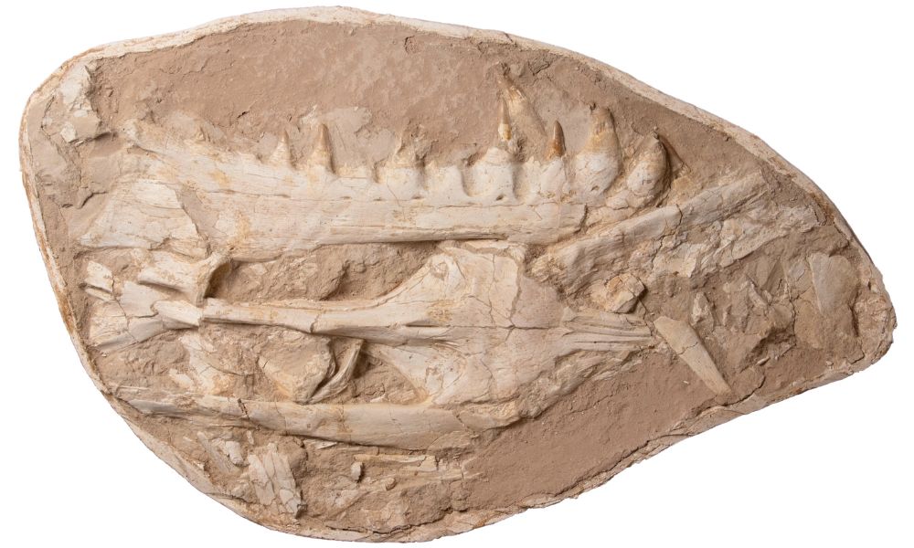 Restos fósiles del Khinjaria acuta - Depredador marino del Cretácico.