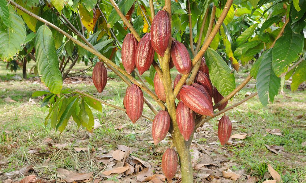 Theobrema cacao, pequeño árbol del que salen las semillas del cacao
