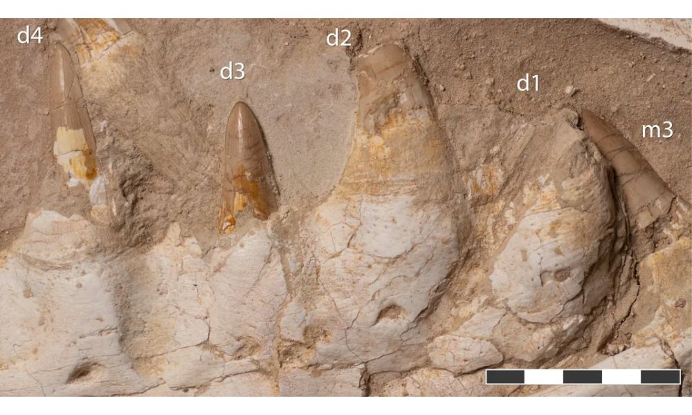 Fósiles de los dientes del Khinjaria acuta.