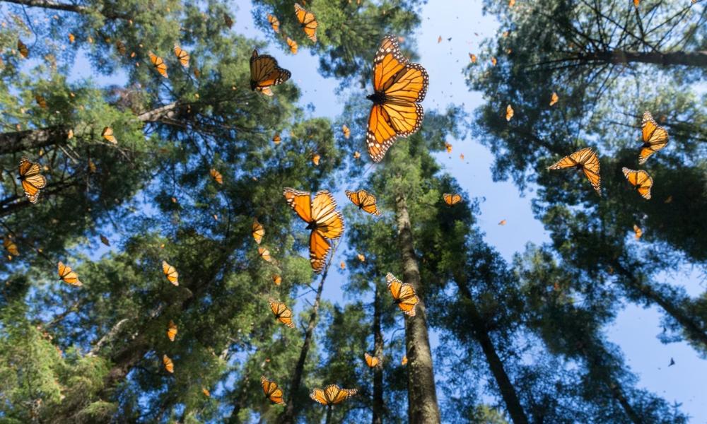 Mariposas Monarca levanta vuelo en los bosques de México.