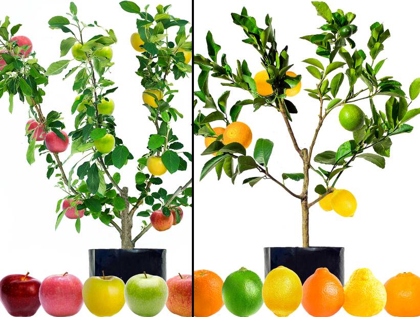 Ensalada de frutas - árbol que da hasta 6 frutas distintas