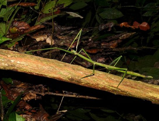 Palo gigante: uno de los insectos más largos del mundo 