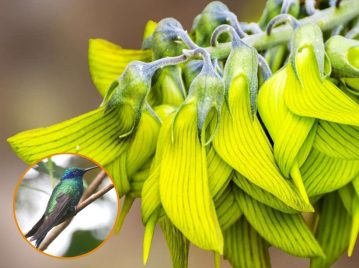 Planta colibrí verde, la curiosa planta que se parece al pequeño animal