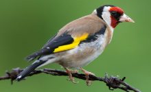 Jilguero europeo, uno de los pájaros que mejor canta en el mundo.