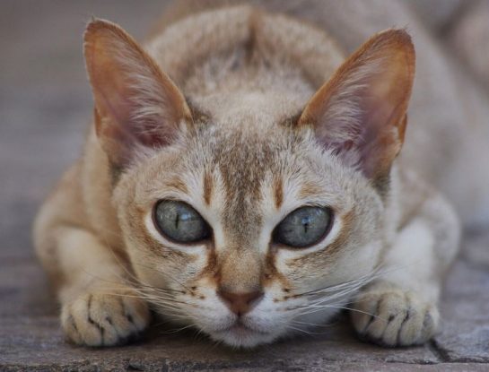 Singapura: el gato más pequeño del mundo