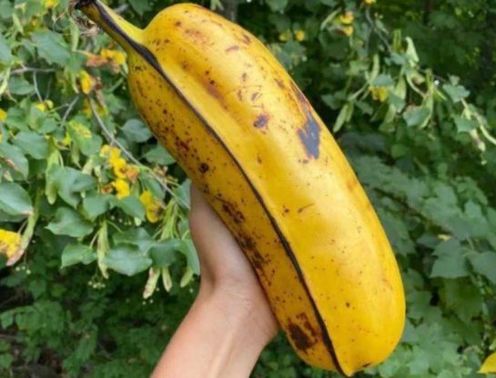 ¿Alguna vez probaste la banana Hua Moa?