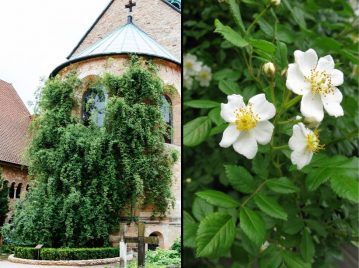 Rosal más antiguo del mundo - Rosa de Hildesheim