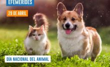 29 de abril - Día Nacional del Animal