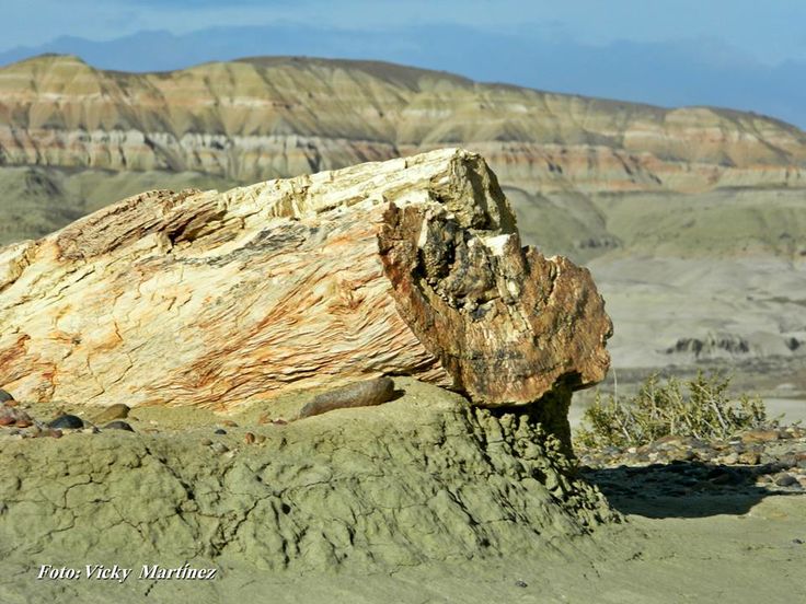 Atractivos del bosque petrificado más grande del mundo.