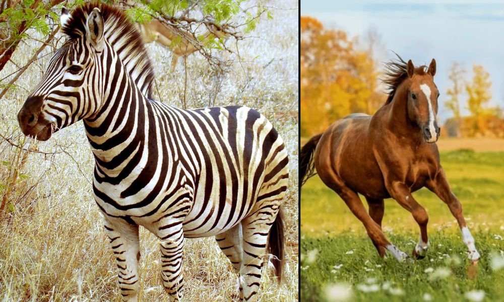 Cebra y caballo, dos animales de la especie Equus