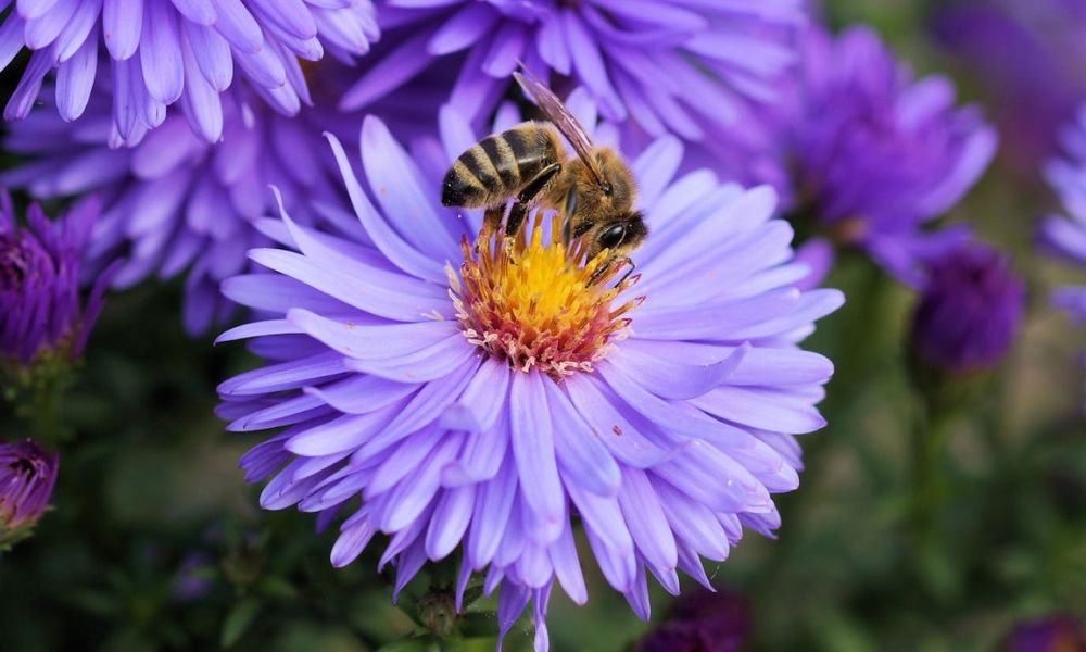 Celebración del Día Mundial de las Abejas. 