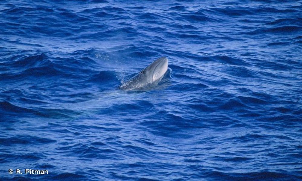 La ballena más pequeña del mundo en el agua. 