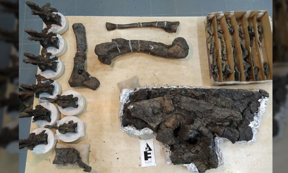 Restos fósiles del Koleken inakayali, el nuevo dinosaurio de Chubut - CONICET