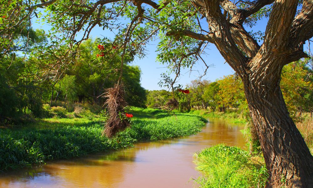 Vegetación del río Paraná, el segundo río más importante de Sudamérica.