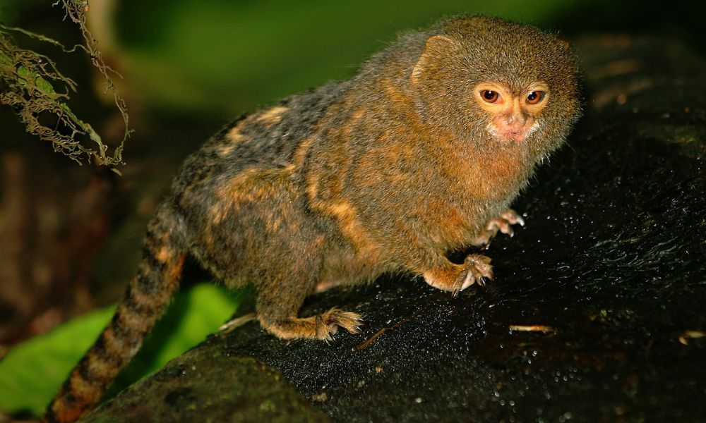 Un ejemplar del mono más pequeño del mundo, de noche. 