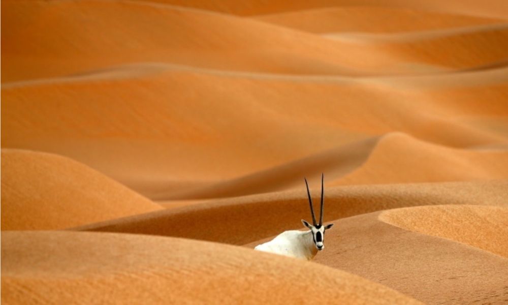 Santuario del Oryx árabe, en peligro de extinción.