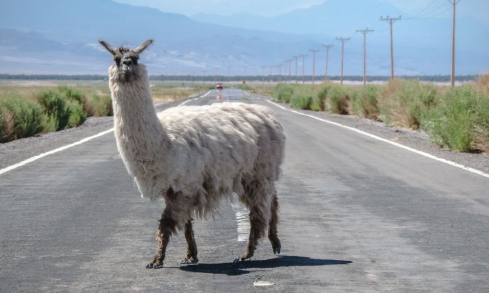 una llama en medio de la ruta y montañas de fondo.