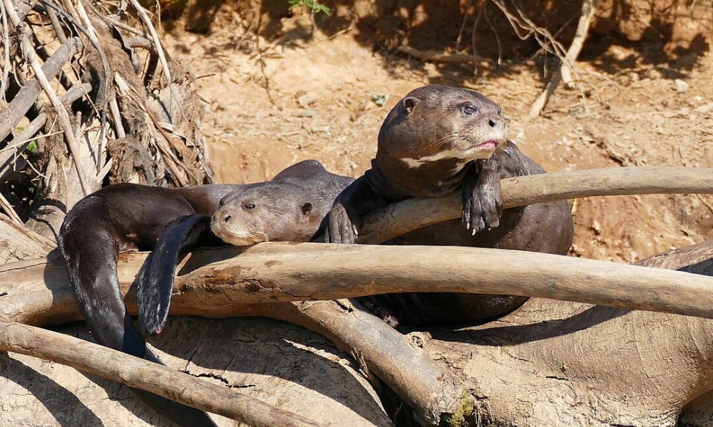 Un grupo de la especie de las nutrias más grandes del mundo. 