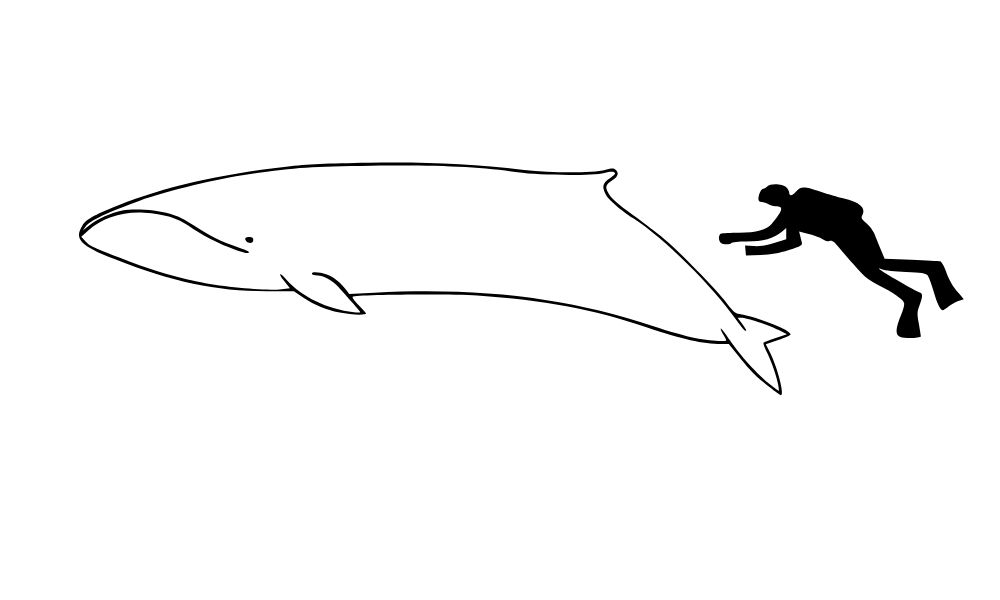 Comparación entre el cuerpo de la ballena más pequeña del mundo y el de una persona. 