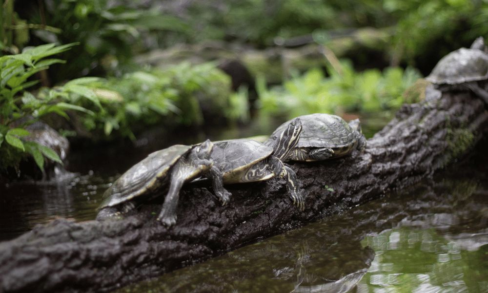 tortugas acuáticas.