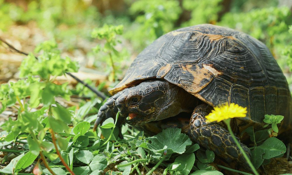 tortuga tierna adorable comiendo pasto.