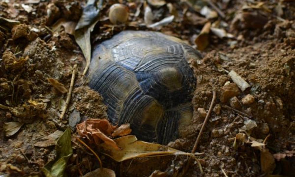 un caparazón metido en la tierra.