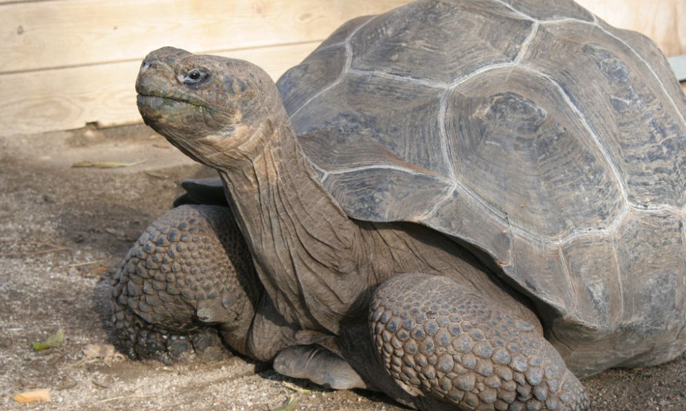 tortuga de galápagos.