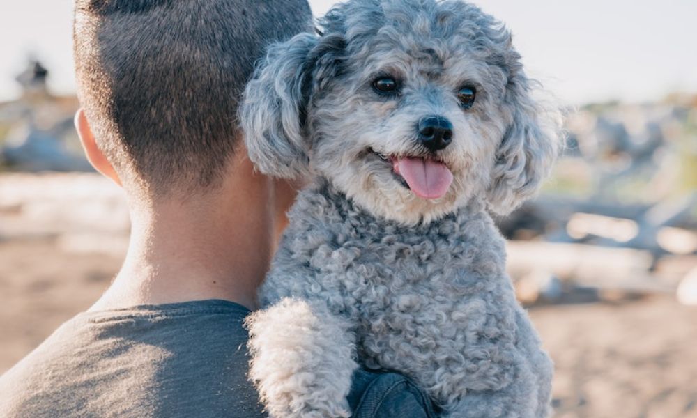 Uno de los perros que comprende palabras. 