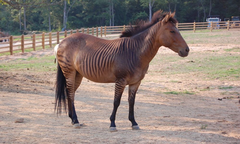 Cebrallo, cruza entre una cebra y un caballo