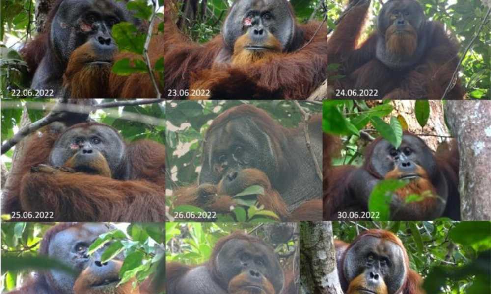 Rakus, un orangután que se cura solo