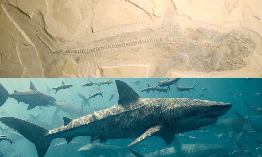 Restos fósiles del Ptychodus, la especie de tiburones enormes de la prehistoria